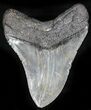 Awesome Megalodon Tooth - South Carolina #27321-2
